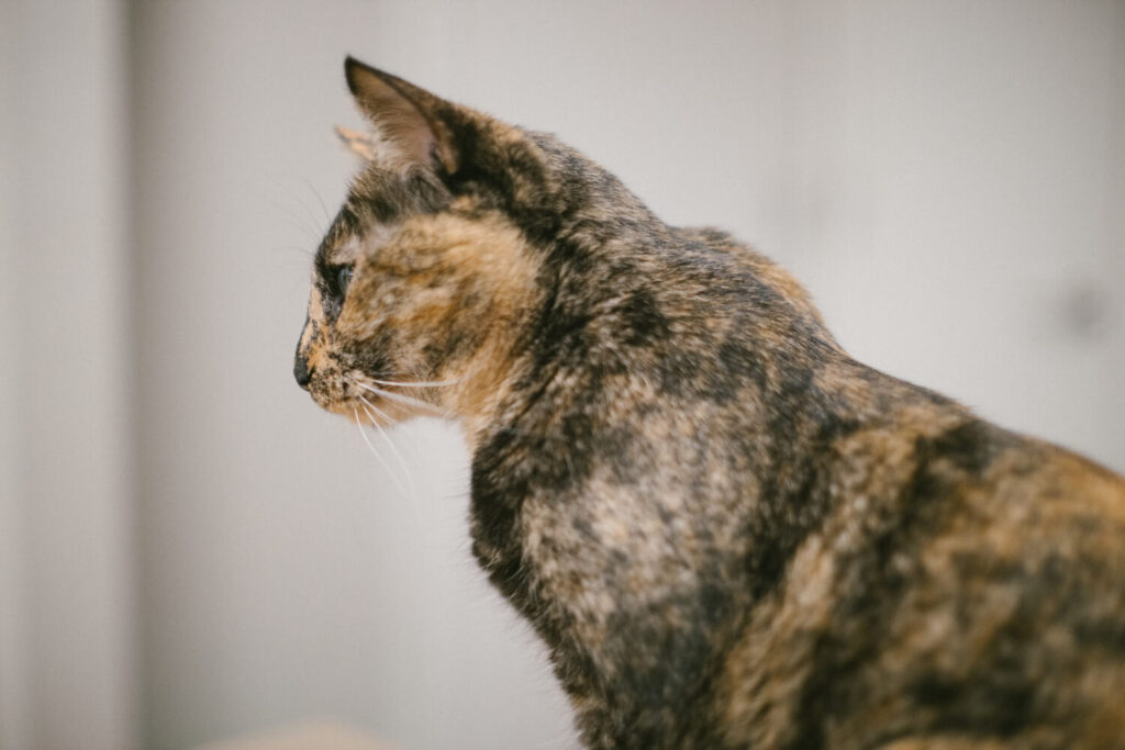 Dermatite Miliar Em Gatos