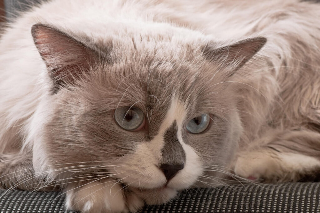 Dermatite Miliar Em Gatos