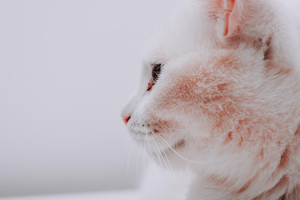 Dermatite miliar em gatos: causas, principais sintomas e quando procurar o veterinário