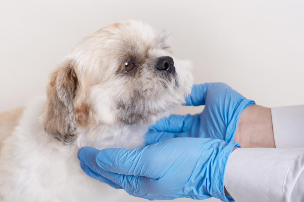 Foliculite Canina