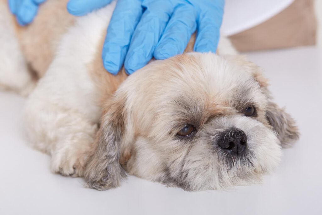 Foliculite Canina: Sintomas, Causas e Tratamento para Proteger a Saúde da Pele do Seu Cão