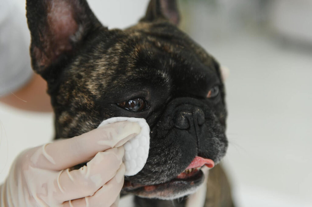 Por que alguns cães desenvolvem infecções de pele recorrentes? Entenda as possíveis causas