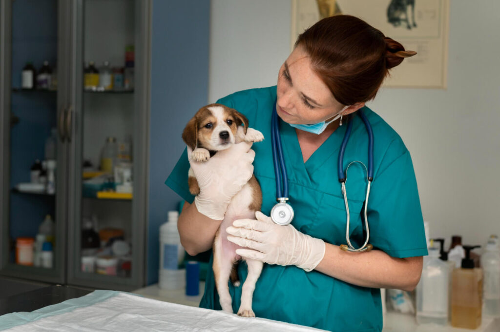 Por Que Alguns Cães Desenvolvem Infecções De Pele Recorrentes? Entenda As Possíveis Causas 1 Infecções De Pele Em Cães