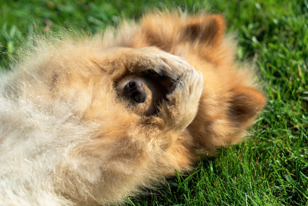 Por Que Alguns Cães Desenvolvem Infecções De Pele Recorrentes? Entenda As Possíveis Causas 2 Infecções De Pele Em Cães