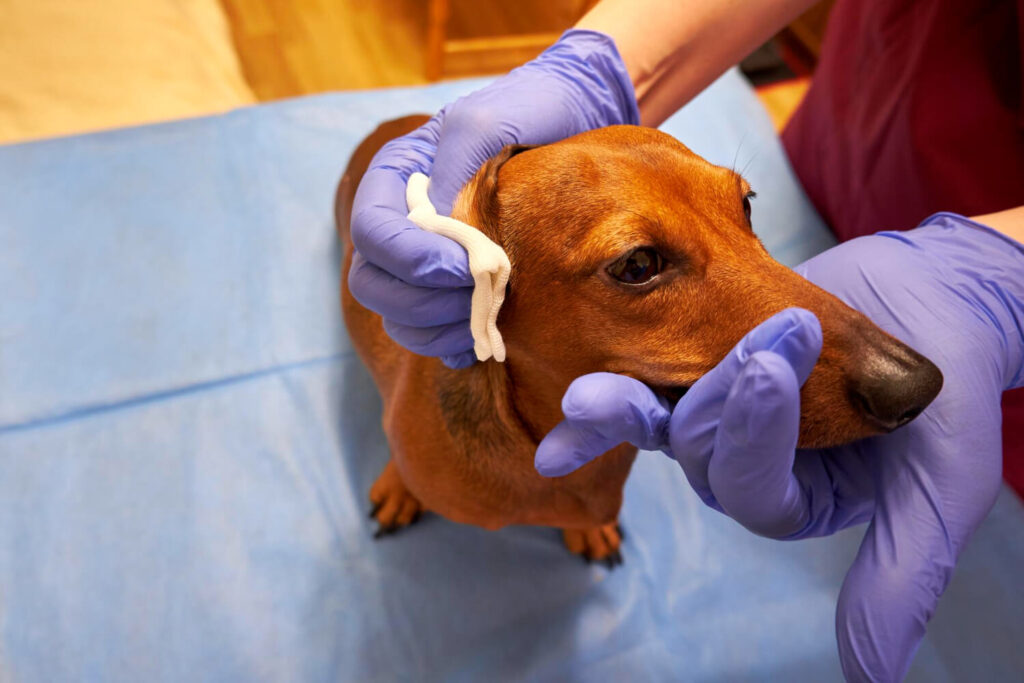 Por Que Alguns Cães Desenvolvem Infecções De Pele Recorrentes? Entenda As Possíveis Causas 3 Infecções De Pele Em Cães