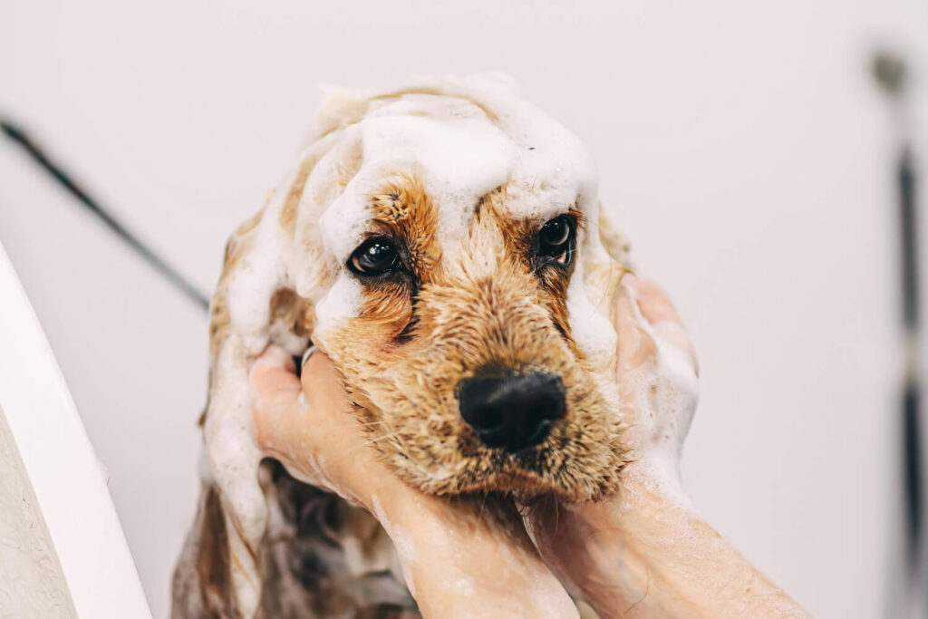 Banho Dermatológico Em Cães: Como Ampliar Os Conhecimentos E Evoluir Da Estética Ao Cuidado Especializado 3 Banho Dermatológico Em Cães