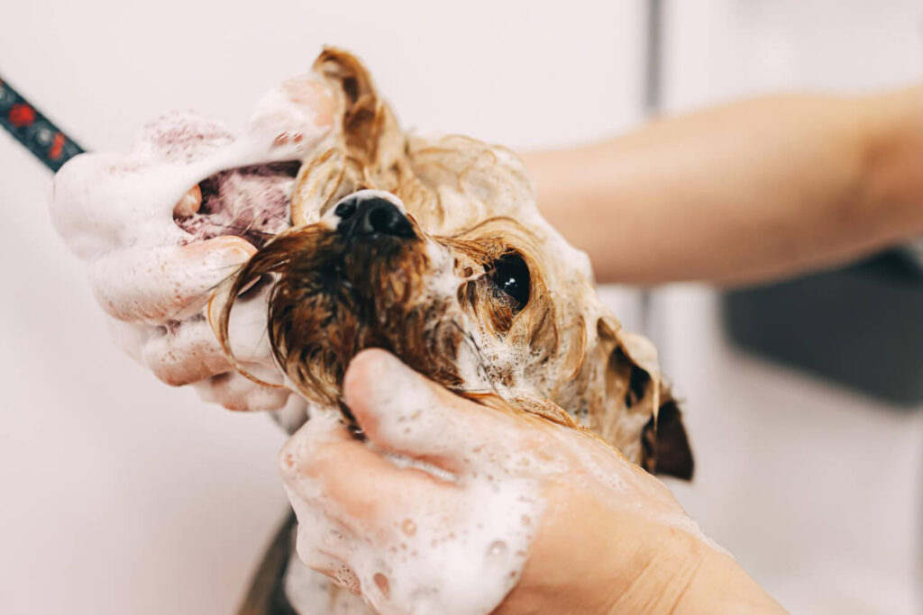 Banho Dermatológico Em Cães: Como Ampliar Os Conhecimentos E Evoluir Da Estética Ao Cuidado Especializado 1 Banho Dermatológico Em Cães