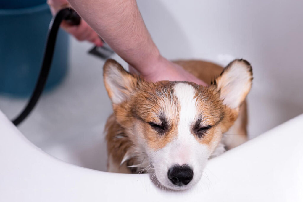 Banho Dermatológico Em Cães: Como Ampliar Os Conhecimentos E Evoluir Da Estética Ao Cuidado Especializado 2 Banho Dermatológico Em Cães