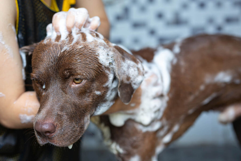 Shampoo Terapêutico