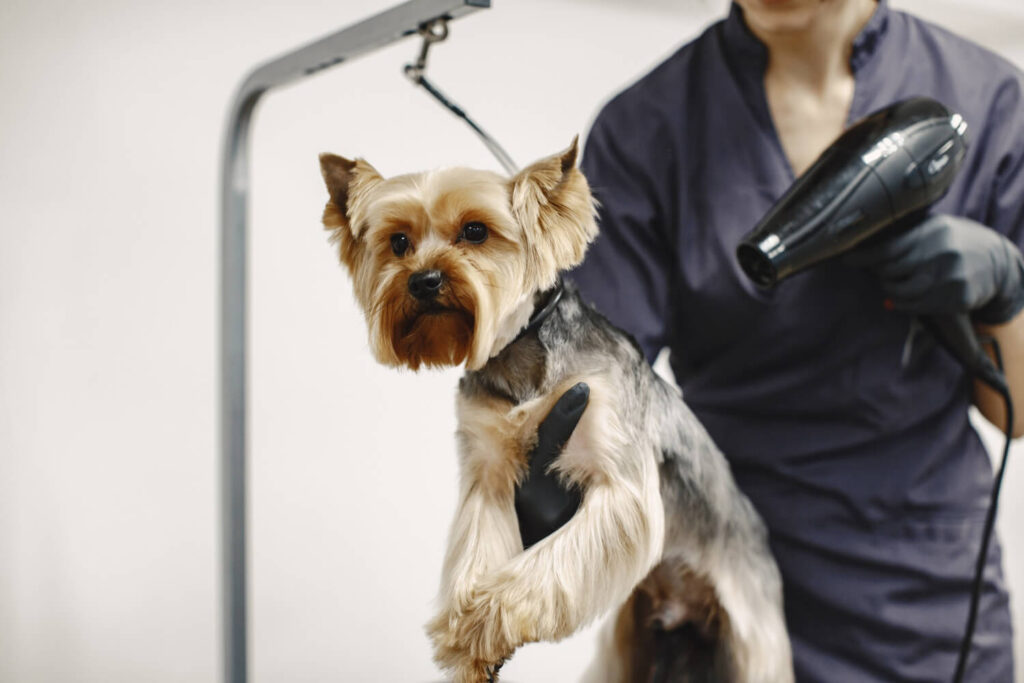 Enxágue e secagem no banho dermatológico: cuidados para evitar irritações na pele canina