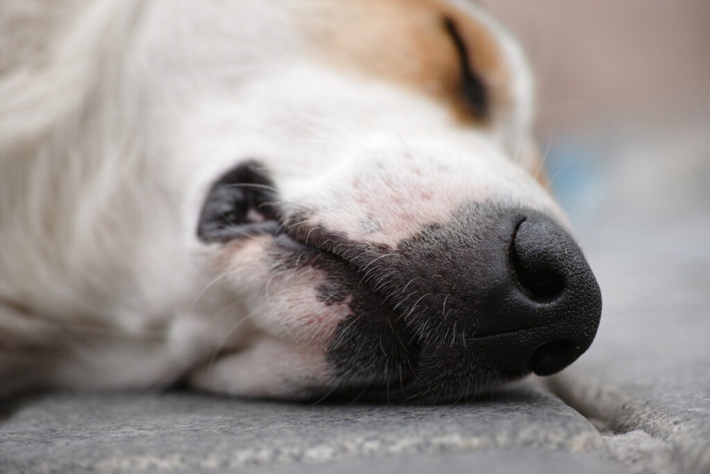 Como proteger outros animais da casa quando um pet está com uma doença de pele contagiosa