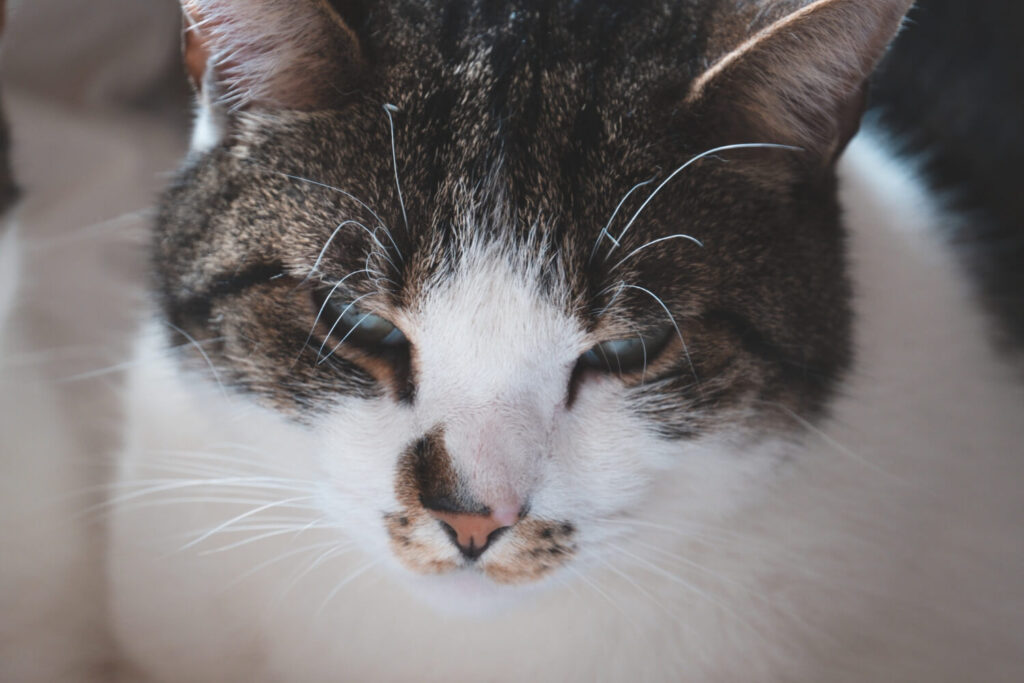 Como Identificar Problemas De Pele Em Pets Durante O Banho E Tosa 3 Doença De Pele
