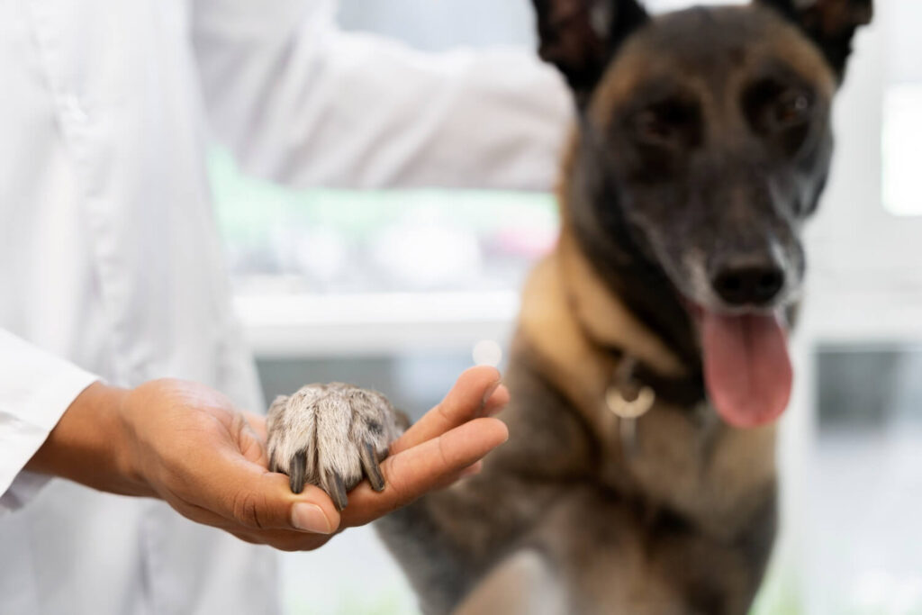 Doenças De Pele Em Cães Para Banhistas: Sinais Que Não Devem Passar Despercebidos 2 Doença De Pele