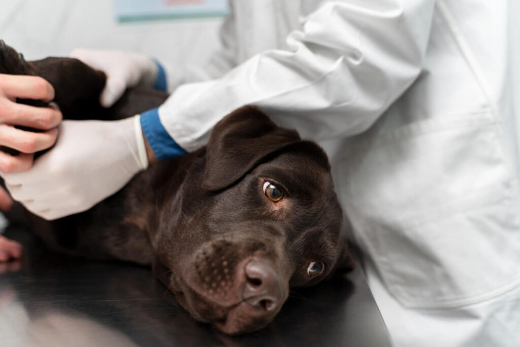 Doenças De Pele Em Cães Para Banhistas: Sinais Que Não Devem Passar Despercebidos 1 Doença De Pele