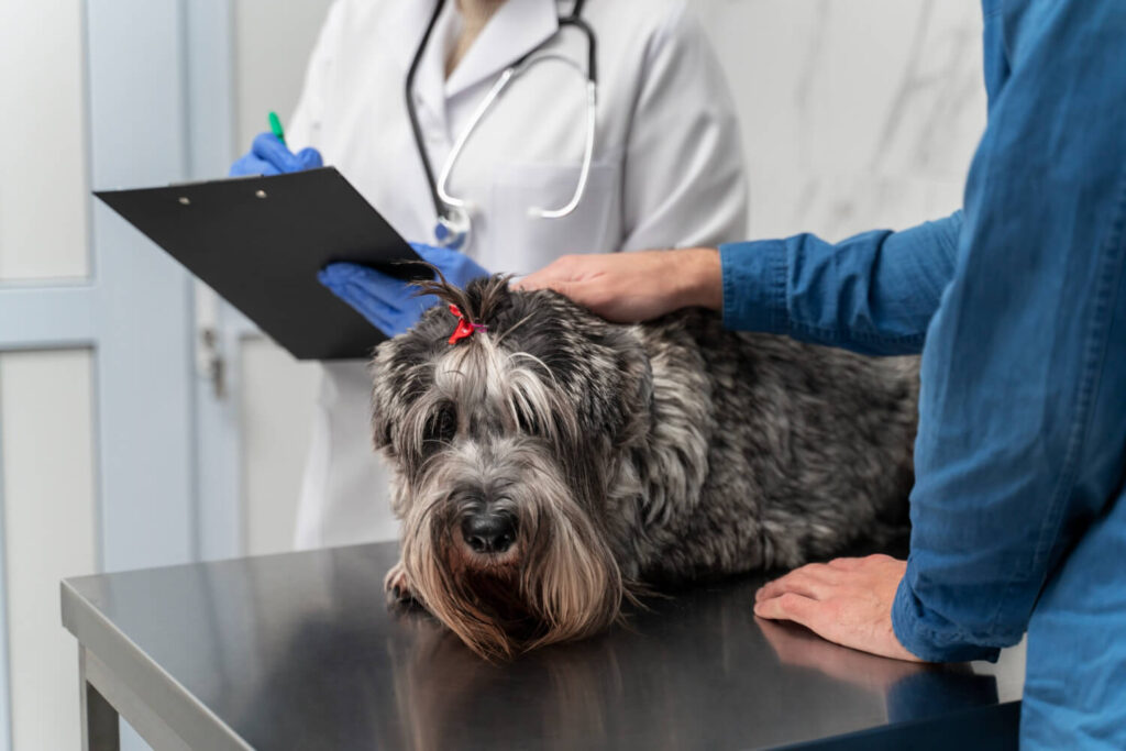 Doenças de pele em cães para banhistas: sinais que não devem passar despercebidos